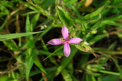 Cleome simplicifolia